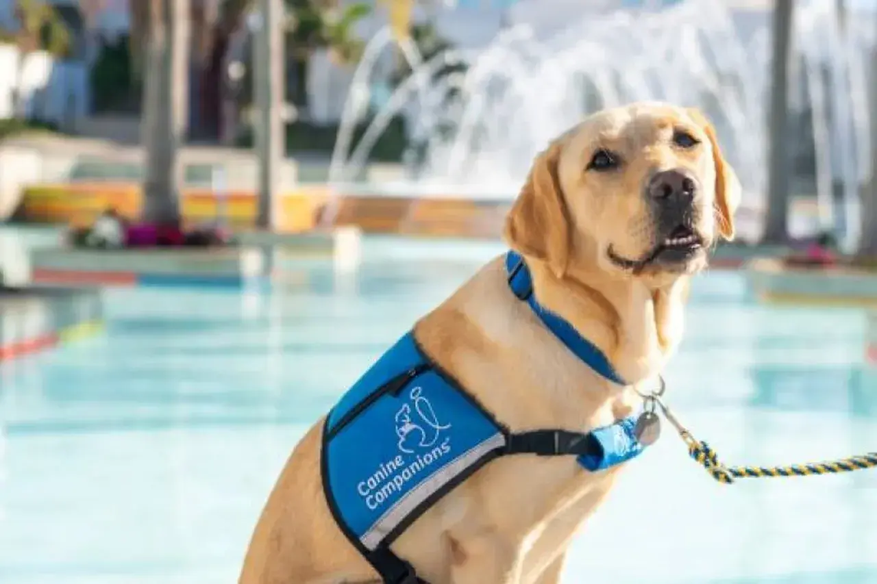 Meet hazel: our newest therapist and beloved facility dog